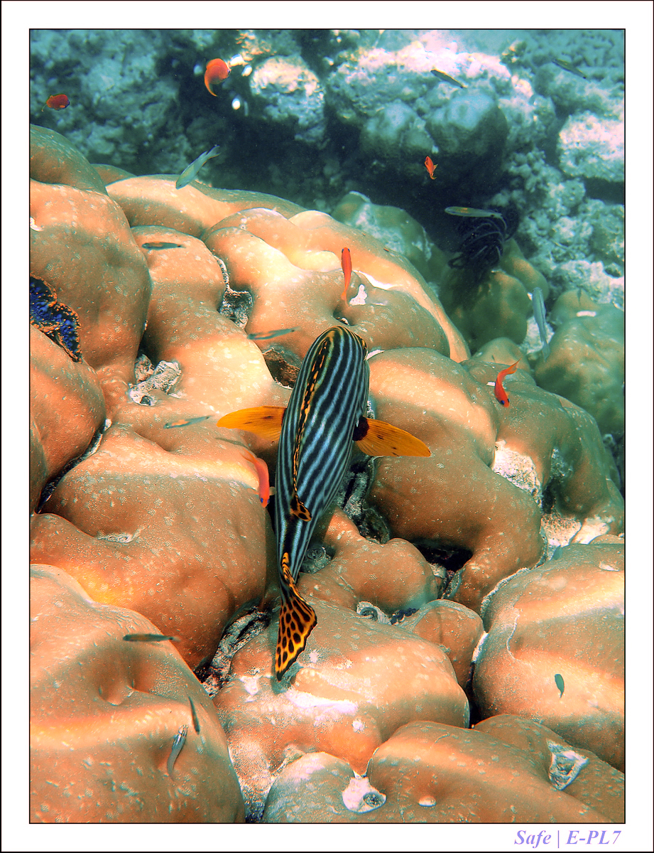 2019 - 07 - Snorkeling maldives - 35